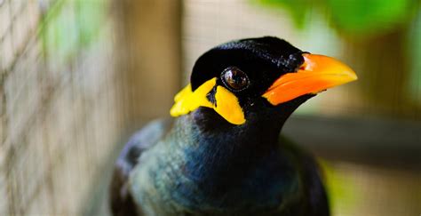 九宮鳥|九官鳥とは？歴史や特徴、性格、寿命、価格、人間との関係、飼。